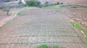 Irrigazione a goccia, sostenibilità, risparmio idrico